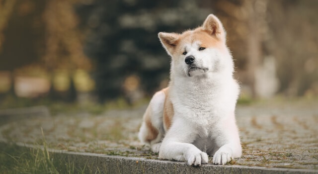 Am Bahnhof Shibuya stand ein Hund,...