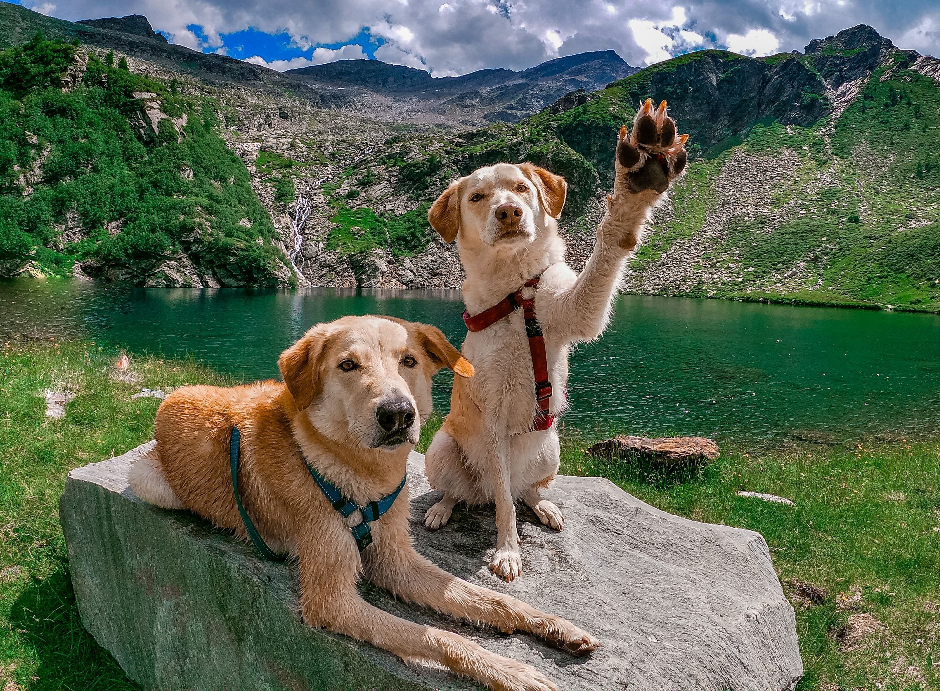 Endlich Urlaub… aber Moment mal, warum hat mein Hund mehr Gepäck als ich?