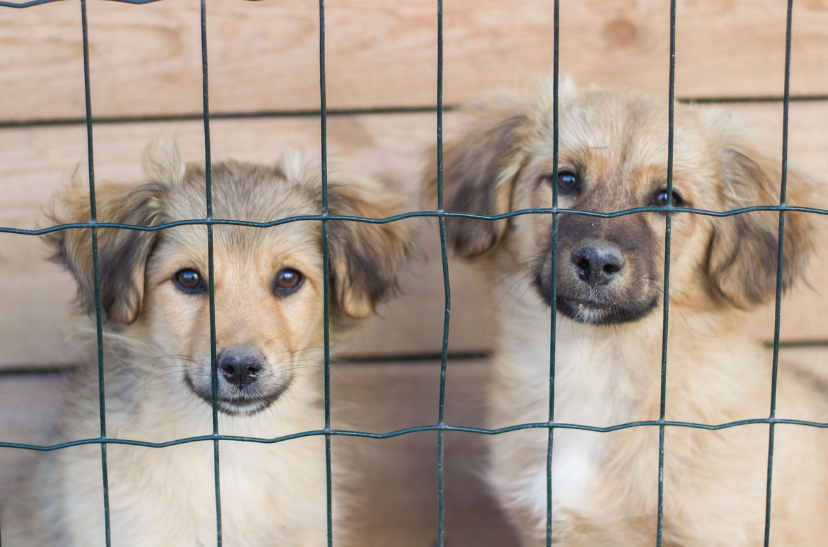 Warum Tierschutzhunde keine Hunde zweiter Wahl sind