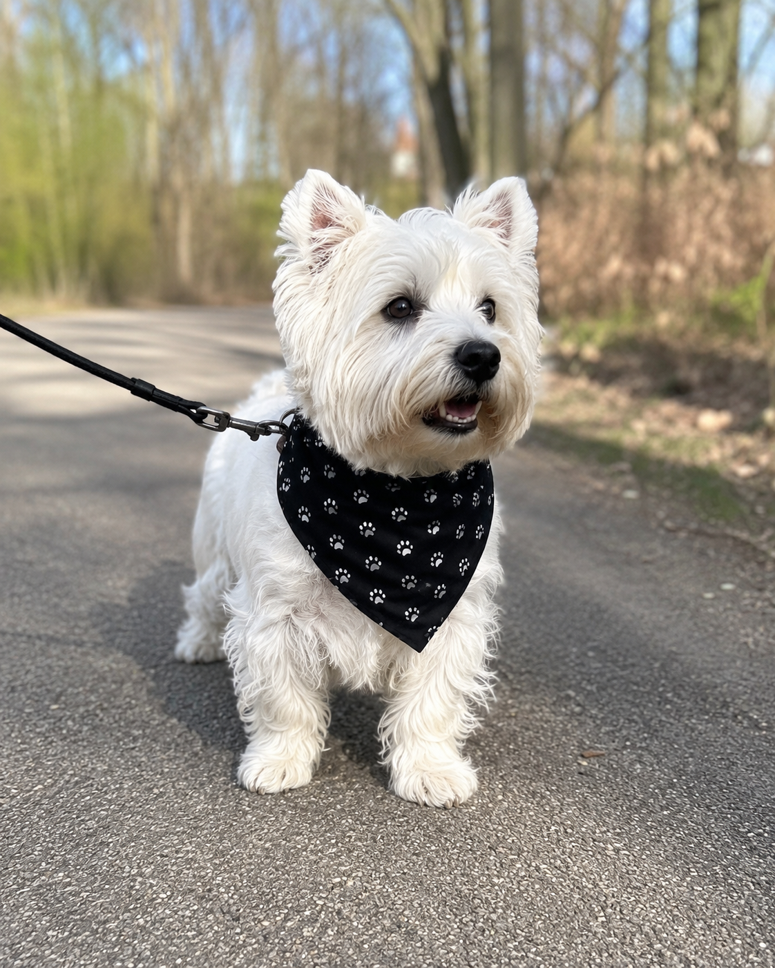 Bandana Paw Dark Collection