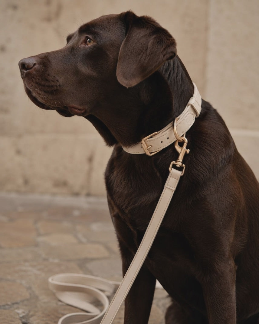 Veganes Lederhalsband Beige | CAFIDE